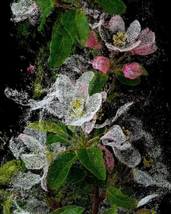 克莱门特・瓦拉（Clement Valla），《海棠花，罗杰・威廉姆斯公园》（Crabapple, Roger Williams Park），2021年。图片提供｜艺术家